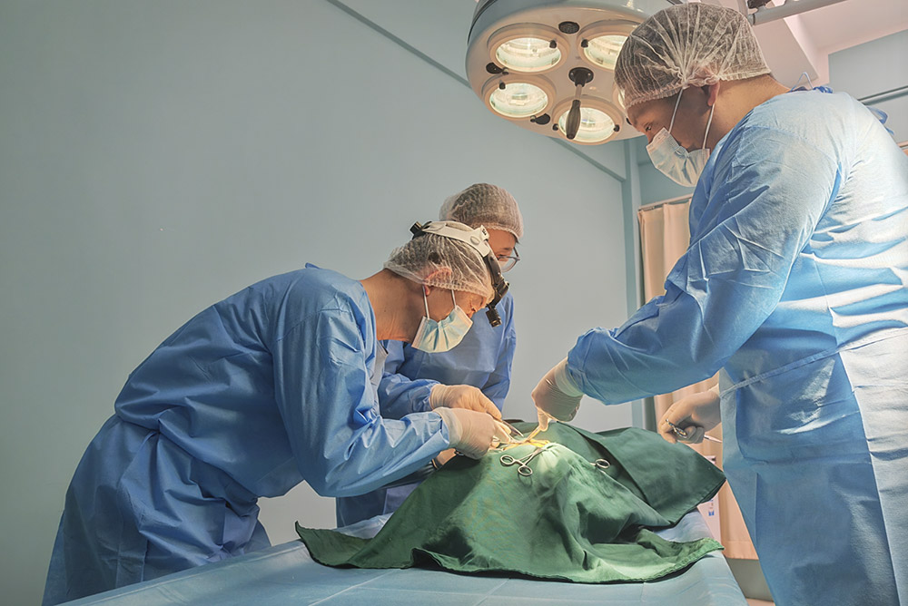 手术处理小熊猫耳部血肿