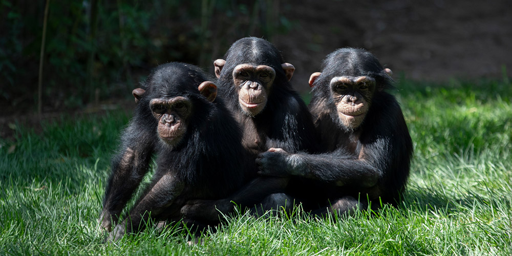 黑猩猩家族繁荣发展的保护实践
