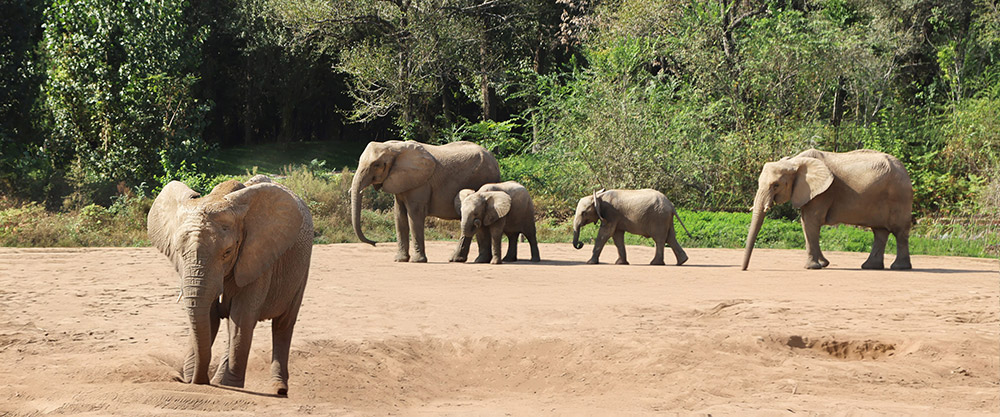 非洲草原象异地保护实践与成就