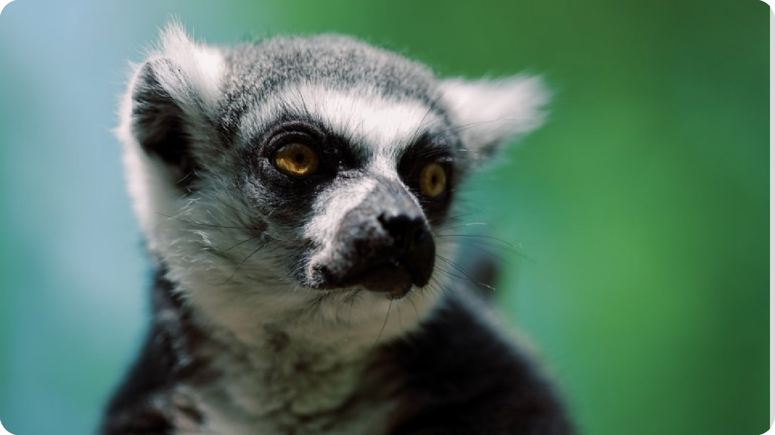 环尾狐猴科普互动