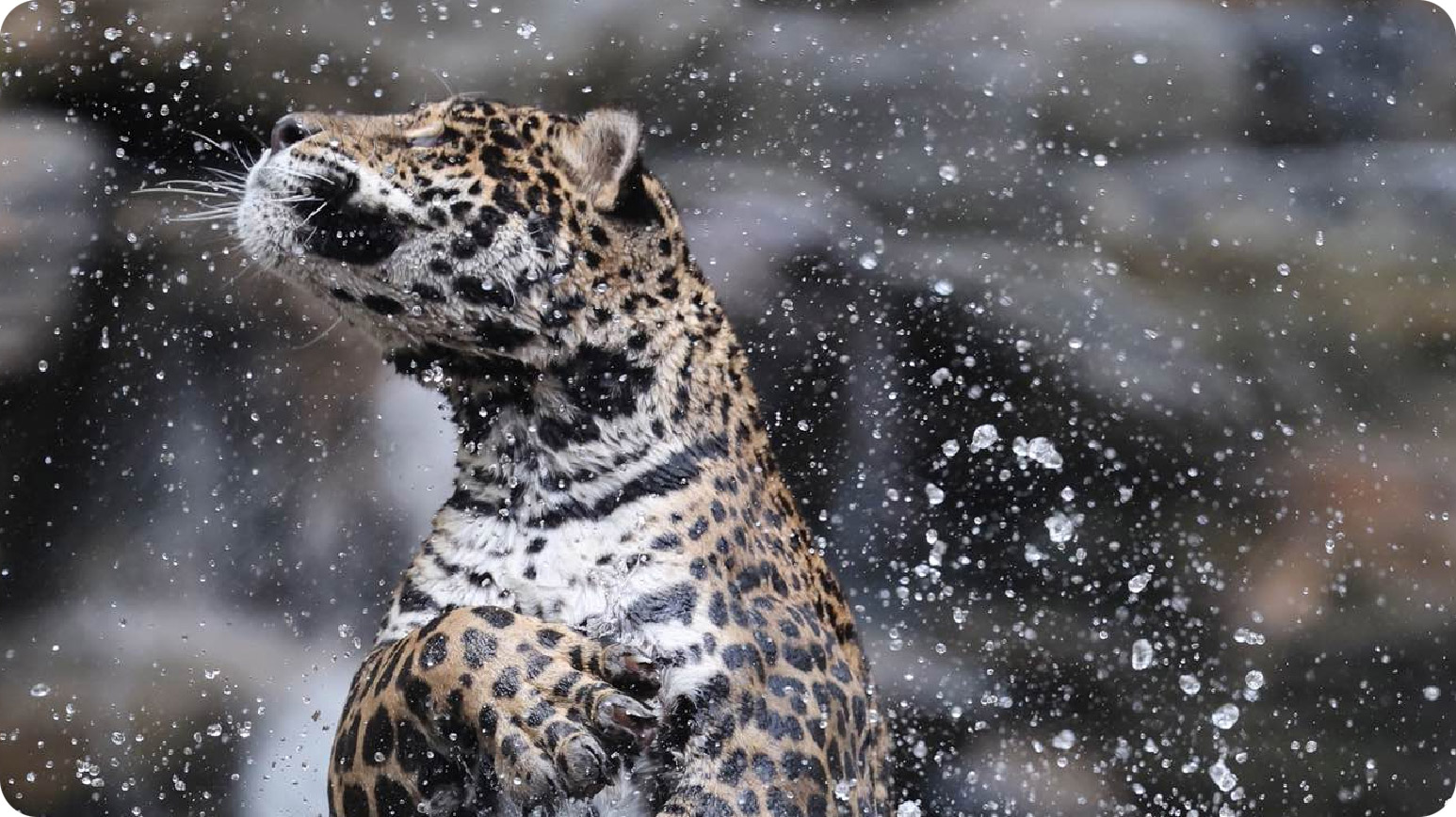 美洲豹科普互动