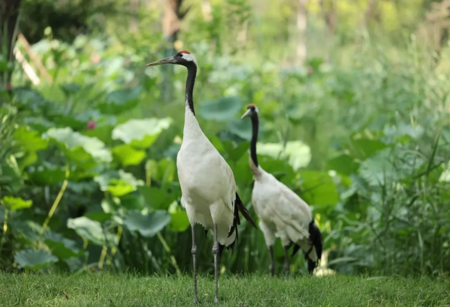 世界野生动植物日 | 保护野生植物，开创健康未来