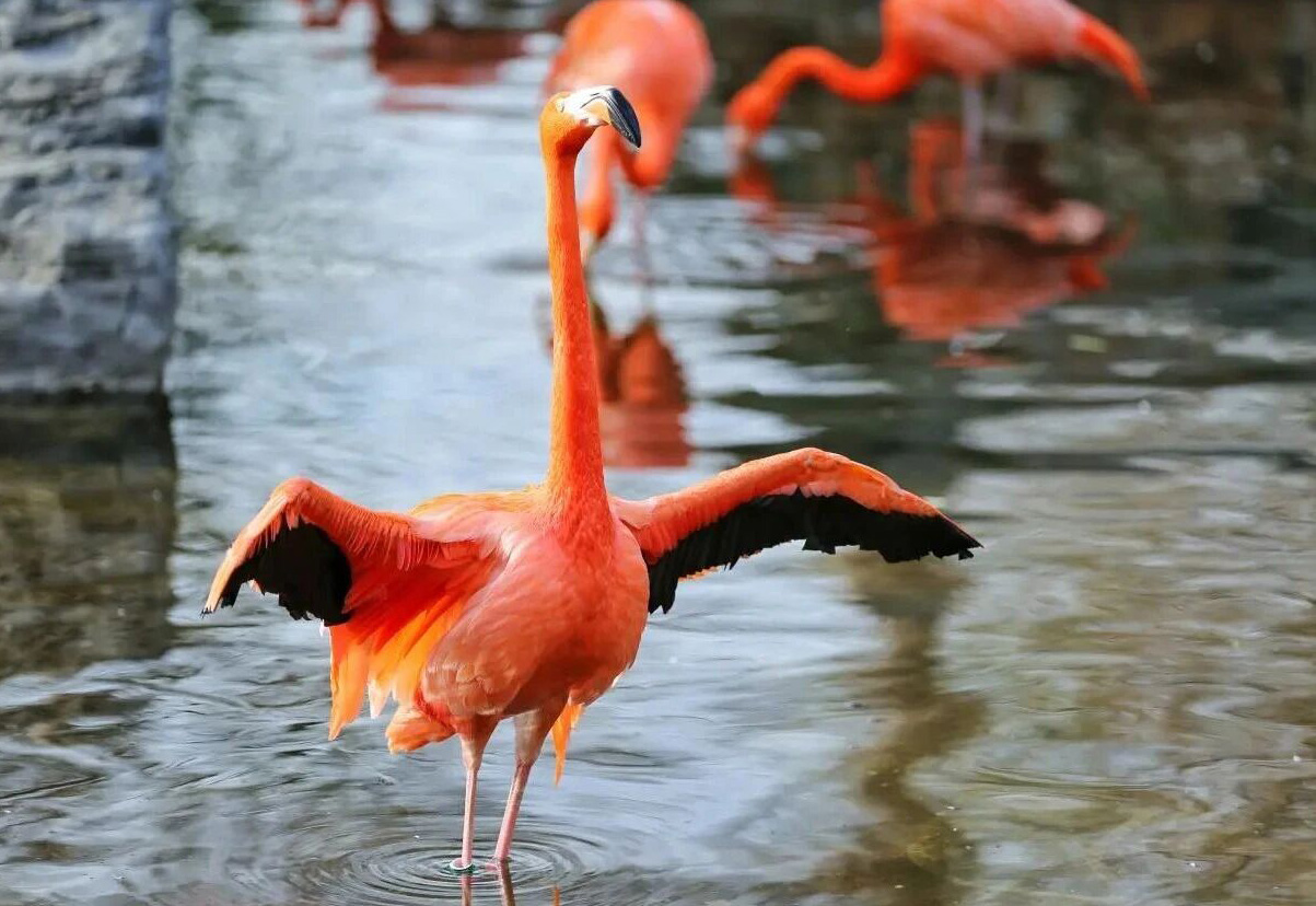 惊蛰｜微雨众卉新 一雷惊蛰始