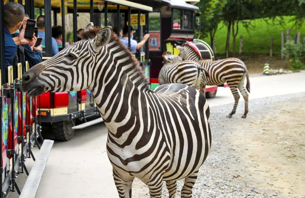 国际斑马日｜邂逅黑白美学 共护条纹萌主