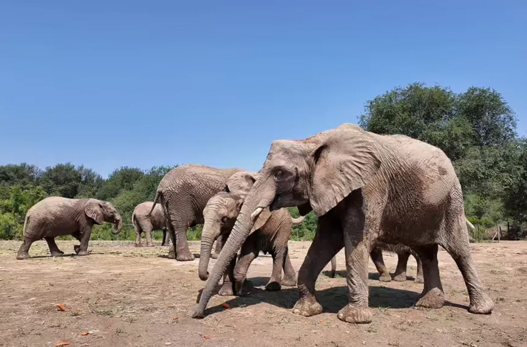 国际珍稀动物保护日｜守护珍稀，与兽同行！