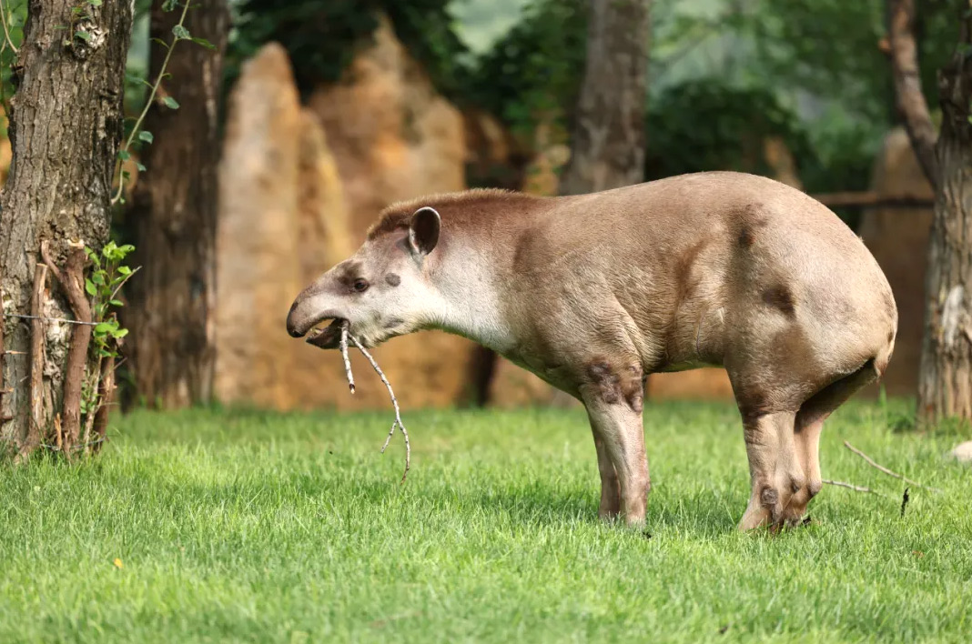 世界貘日 | 北野萌兽科普局！近距离解锁珍稀貘貘