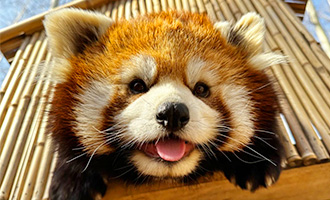 小熊猫生日季套票