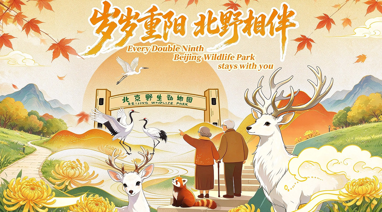 重阳节｜北野重阳活动暖心续期，陪伴老人的秋日时光